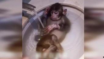 动物变成人说话视频播放
