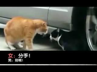 成人男生排气搞笑视频,笑翻全场！成人男生排气搞笑视频大盘点