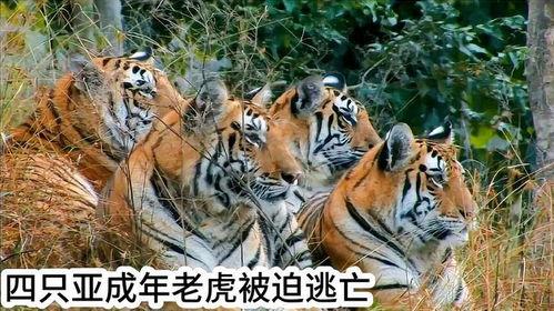 成人老虎视频,近距离观察的震撼瞬间